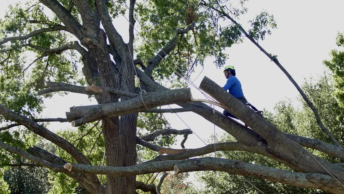 Professional Hazardous Tree Removal performed by certified arborists in Gibbon Glade
