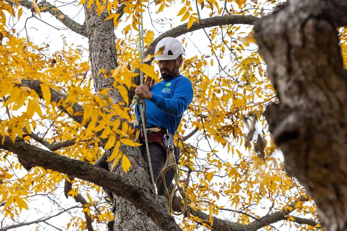 Skilled Tree Pruning crew working in Gibbon Glade