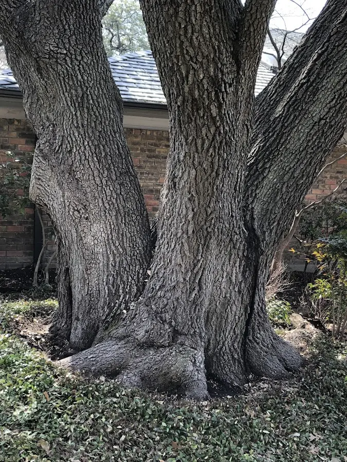 Mature heritage tree close to a Gibbon Glade property cared for by certified arborists